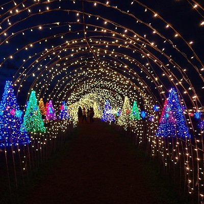 MAGICAL FIELD OF LIGHTS: A STUNNING CHRISTMAS LIGHT SHOW IN LAGUNA